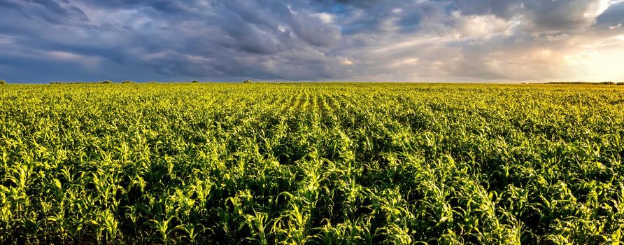 Agricultural field with young green corn on a sunny evening with dramatic cloudy sky. Country landscape.