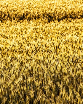 Golden ears of young rye lit by the evening rays of the sun. The concept of agriculture and cultivation of cereals. Close-up.