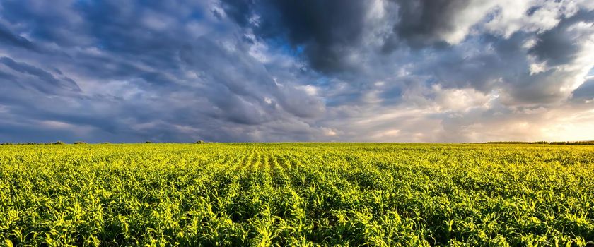 Agricultural field with young green corn on a sunny evening with dramatic cloudy sky. Country landscape.