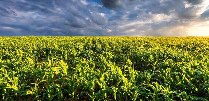 Agricultural field with young green corn on a sunny evening with dramatic cloudy sky. Country landscape.