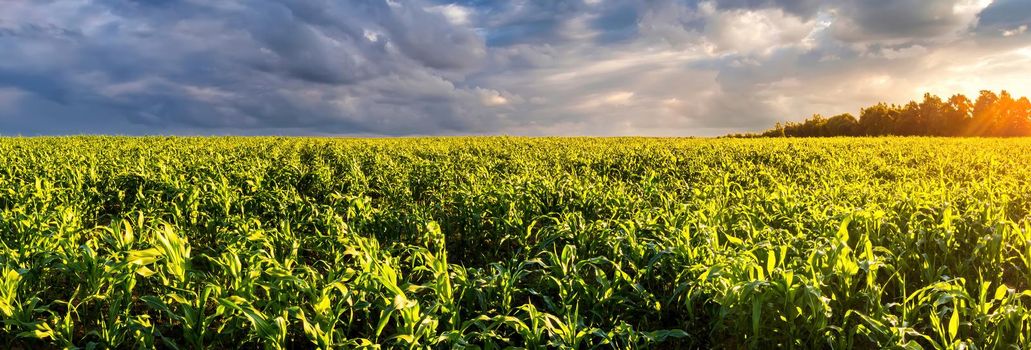 Agricultural field with young green corn on a sunny evening with dramatic cloudy sky. Country landscape.