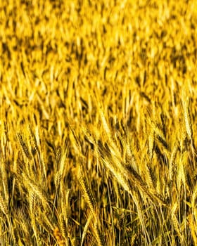 Golden ears of young rye lit by the evening rays of the sun. The concept of agriculture and cultivation of cereals. Close-up.