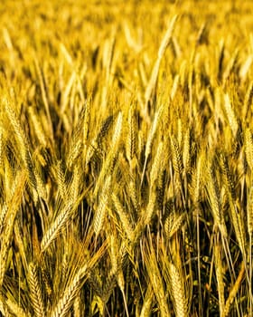 Golden ears of young rye lit by the evening rays of the sun. The concept of agriculture and cultivation of cereals. Close-up.