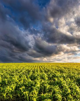 Agricultural field with young green corn on a sunny evening with dramatic cloudy sky. Country landscape.