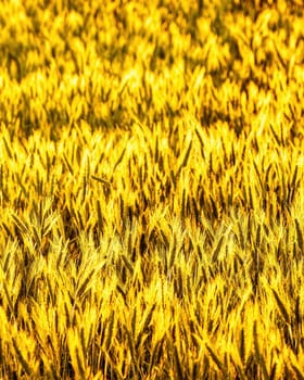 Golden ears of young rye lit by the evening rays of the sun. The concept of agriculture and cultivation of cereals. Close-up.