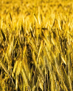 Golden ears of young rye lit by the evening rays of the sun. The concept of agriculture and cultivation of cereals. Close-up.