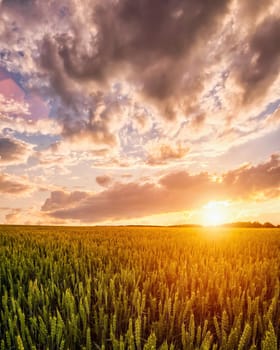 Sunset or sunrise on a wheat field with young green ears and a dramatic cloudy sky. 