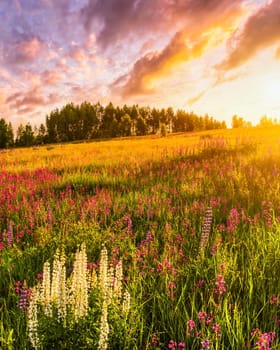 Sunset or sunrise on a hill with purple wild lupines and wildflowers, young birches and cloudy sky in summer.