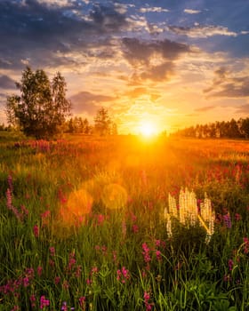 Sunset or sunrise on a hill with purple wild lupines and wildflowers, young birches and cloudy sky in summer.