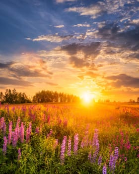 Sunset or sunrise on a hill with purple wild lupines and wildflowers, young birches and cloudy sky in summer.