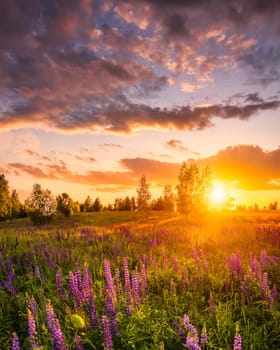 Sunset or sunrise on a hill with purple wild lupines and wildflowers, young birches and cloudy sky in summer.