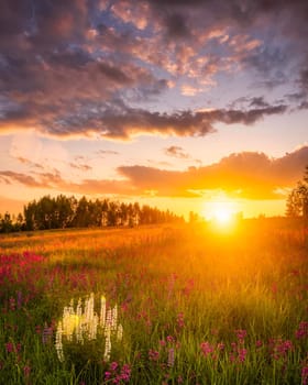 Sunset or sunrise on a hill with purple wild lupines and wildflowers, young birches and cloudy sky in summer.