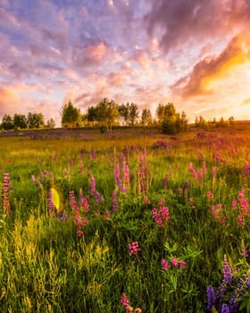 Sunset or sunrise on a hill with purple wild lupines and wildflowers, young birches and cloudy sky in summer.