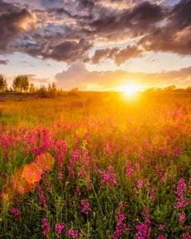 Sunset or sunrise on a hill with purple wild carnations, young birches and cloudy sky in summer.