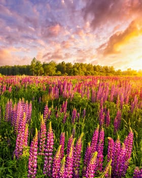 Sunset or sunrise on a field with purple wild lupines and cloudy sky in summer.