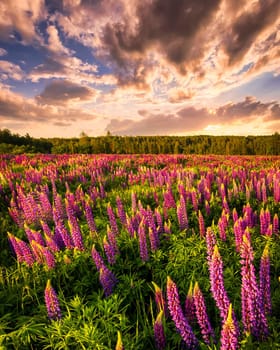 Sunset or sunrise on a field with purple wild lupines and cloudy sky in summer.