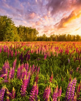 Sunset or sunrise on a field with purple wild lupines and cloudy sky in summer.