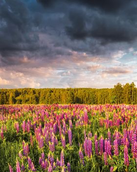 Sunset or sunrise on a field with purple wild lupines and cloudy sky in summer.