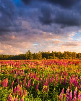 Sunset or sunrise on a field with purple wild lupines and cloudy sky in summer.