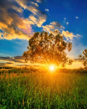 Beautiful sunset in a field with willows, sunbeams shining through them and cloudy sky background in summer. 