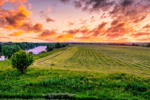 Twilight at cultivated land in the countryside on a summer evening with cloudy sky background. Procurement of food for animals. Combined field. Landscape.