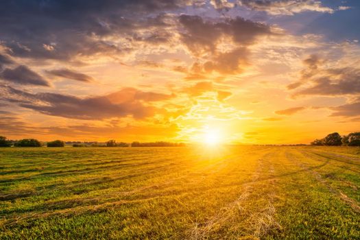 Sunset at cultivated land in the countryside on a summer evening with cloudy sky background. Procurement of food for animals. Combined field. Landscape.
