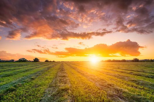 Sunset at cultivated land in the countryside on a summer evening with cloudy sky background. Procurement of food for animals. Combined field. Landscape.