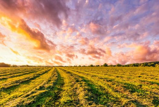 Sunset at cultivated land in the countryside on a summer evening with cloudy sky background. Procurement of food for animals. Combined field. Landscape.
