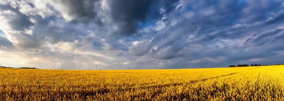 Field with young golden rye or wheat in the summer sunny day with a cloudy sky background. Overcast weather. Landscape.