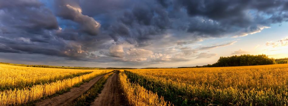 Road through the field with young golden rye or wheat in the summer sunny day with a cloudy sky background. Overcast weather. Landscape.