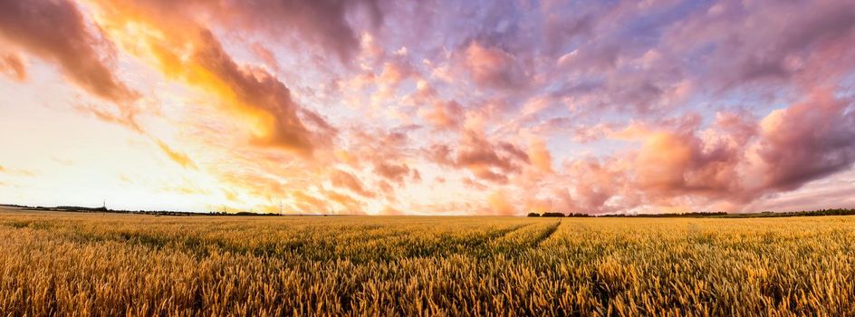 Scene of twilight on the field with young rye or wheat in the summer with a cloudy sky background. Overcast weather. Landscape.