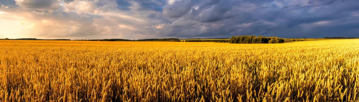 Field with young golden rye or wheat in the summer sunny day with a cloudy sky background. Overcast weather. Landscape.