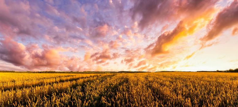 Sunset on the field with young rye or wheat in the summer with a cloudy sky background. Landscape.