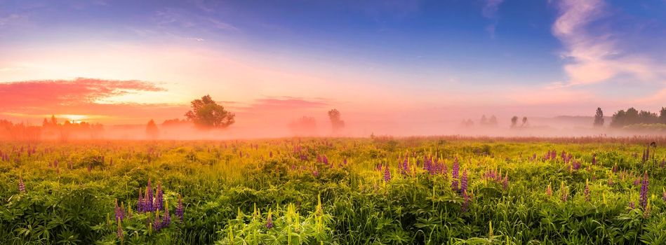 Twilight on a field covered with flowering lupines in spring or early summer season with fog and cloudy sky in morning. 