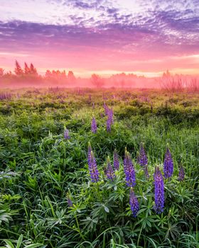 Twilight on a field covered with flowering lupines in spring or early summer season with fog and cloudy sky in morning. 