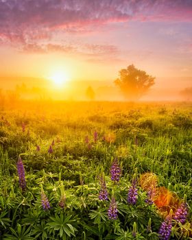 Sunrise on a field covered with flowering lupines in spring or early summer season with fog and cloudy sky in morning. 