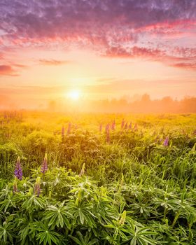 Sunrise on a field covered with flowering lupines in spring or early summer season with fog and cloudy sky in morning. 