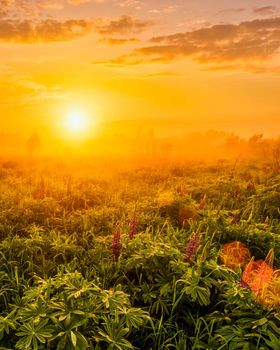 Sunrise on a field covered with flowering lupines in spring or early summer season with fog and cloudy sky in morning. 