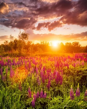 Sunset or sunrise on a field covered with flowering lupines in spring or early summer season with fog and cloudy sky. 