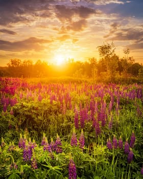 Sunset or sunrise on a field covered with flowering lupines in spring or early summer season with fog and cloudy sky. 