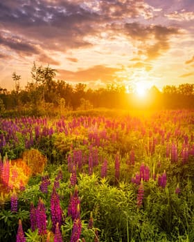 Sunset or sunrise on a field covered with flowering lupines in spring or early summer season with fog and cloudy sky. 