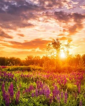 Sunset or sunrise on a field covered with flowering lupines in spring or early summer season with fog and cloudy sky. 