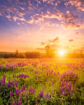 Sunset or sunrise on a field covered with flowering lupines in spring or early summer season with fog and cloudy sky. 