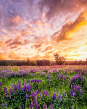 Sunset or sunrise on a field covered with flowering lupines in spring or early summer season with fog and cloudy sky. 