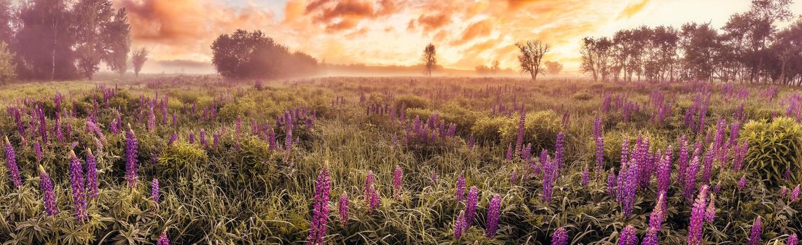 Sunrise on a field covered with flowering lupines in spring or early summer season with fog and cloudy sky in morning. 