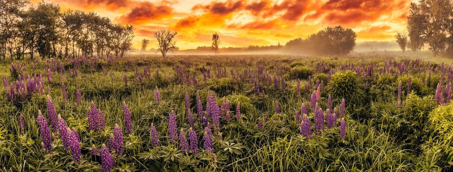 Sunrise on a field covered with flowering lupines in spring or early summer season with fog and cloudy sky in morning. 