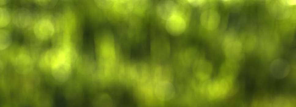 Blurred bokeh background image of bright green foliage in springtime. 
