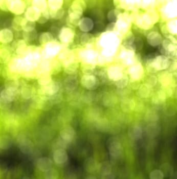 Blurred bokeh background image of bright green foliage in springtime. 