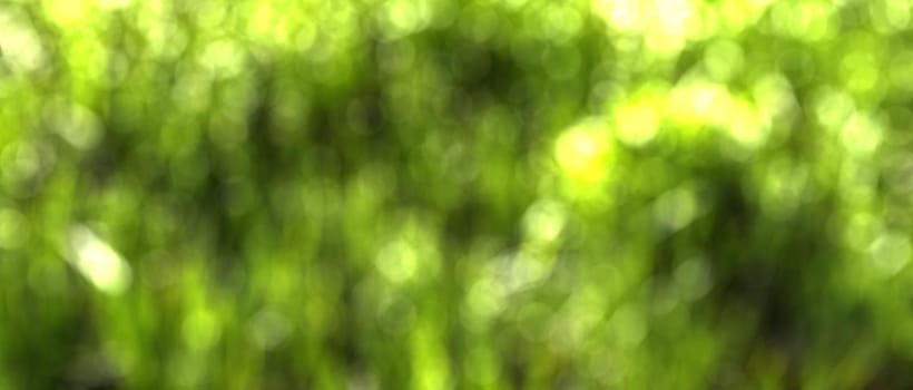 Blurred bokeh background image of bright green foliage in springtime. 