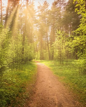 Sunbeams streaming through the pine trees and illuminating the young green foliage on the bushes in the pine forest in spring.